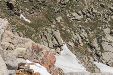 Mountain Goat in the Alpine