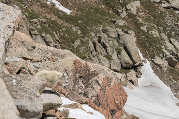 Mountain Goat in the Alpine