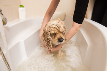 Woman washes the dog with foam and water. American cocker spaniel in the bathroom.