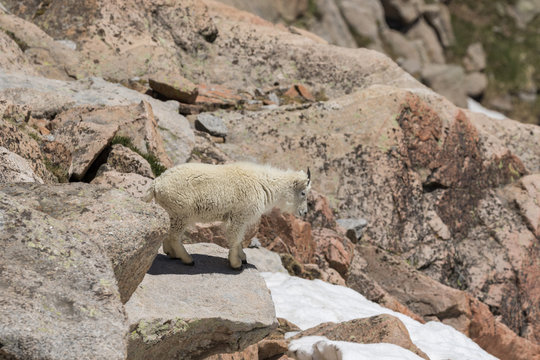Mountain Goat in the Alpine