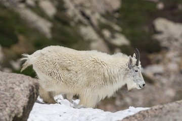 Mountain Goat in the Alpine