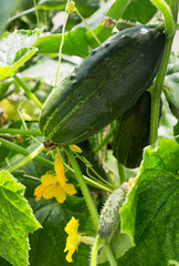 Cucumber plant. Cucumber with leafs and flowers in the garden