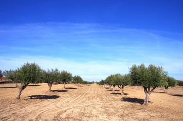 Olive tree plantation at south of Portugal