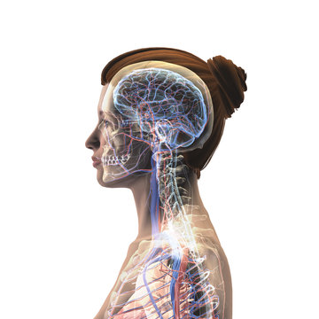 Female Profile Of Head, Skull, Brain, Nerves, Arteries And Veins On White