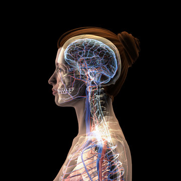 Female Profile of Head, Skull, Brain, Nerves, Arteries and Veins on Black