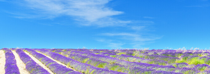 Fototapeta na wymiar View of lavender field