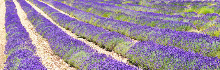 View of lavender field