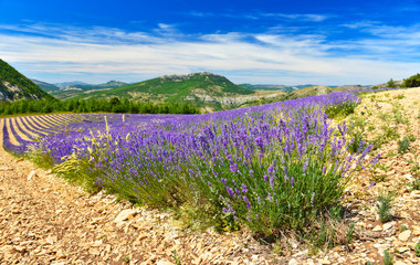 Obraz premium Widok na pole lawendy