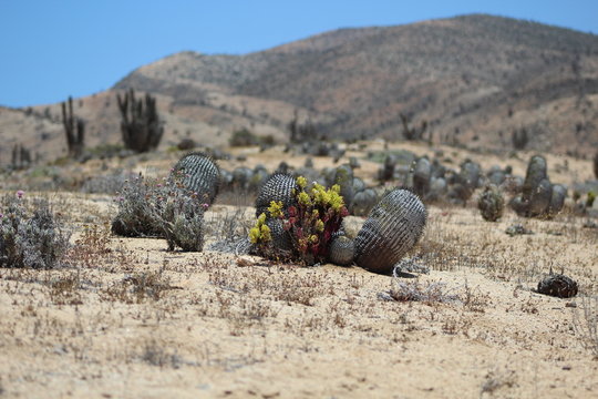 copiapoa 