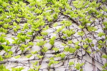 Spring background with Victoria creeper five-leaved ivy leaves creeping on white wall in sunlight,...