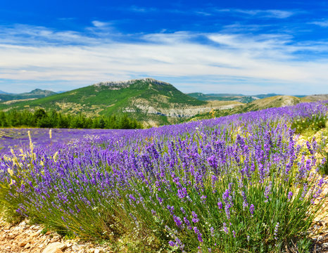 View of lavender field