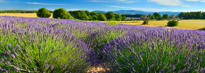 View of lavender field