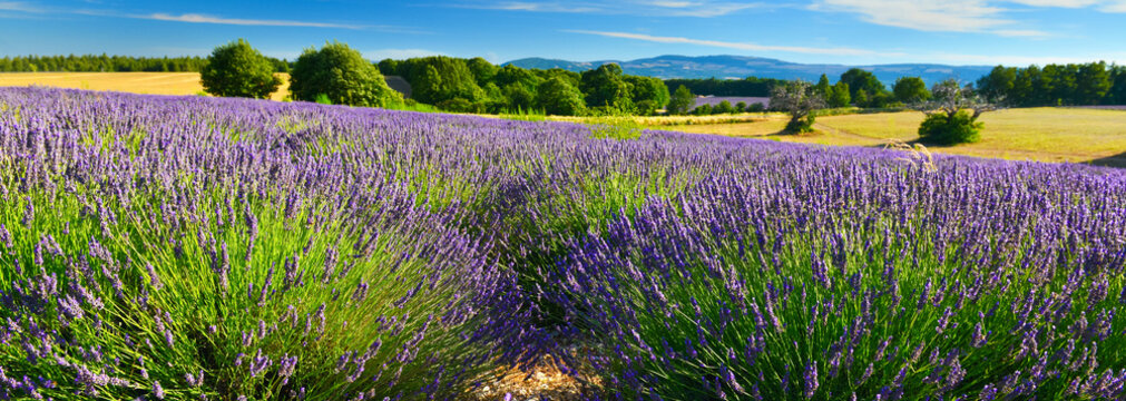 Fototapeta View of lavender field