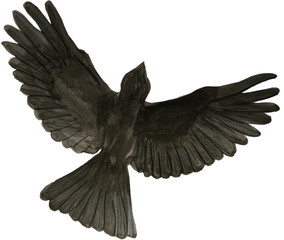 bird watercolor illustration black isolated
