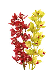 Orchidée Cymbidium