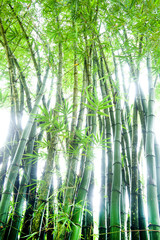 Green tall bamboo canes with leaves and white light shining through from behind