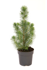 Pinus pinea siver crest