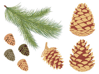 Pine branch set. Vector set of pine branch and different cones. - obrazy, fototapety, plakaty