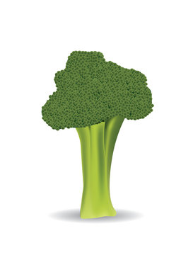Broccoli on white background, vector