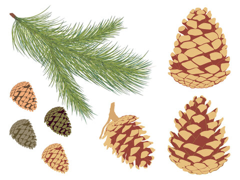 Pine branch set. Vector set of pine branch and different cones.