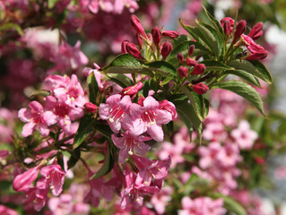 Weigelia stelzneri