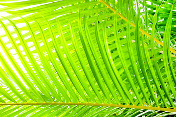A green canapy of tropical plants foliage viewpoint is looking upwards with green textures and...