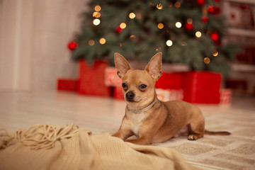 Fototapeta na wymiar Small dog in cozy home interior with Christmas tree and bunch of festive boxes. New year of the dog.