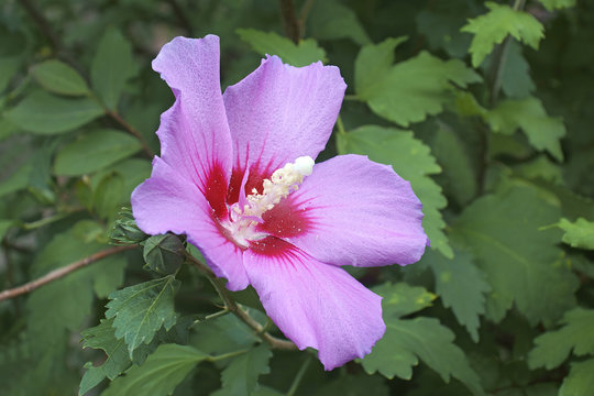 Rose of Sharon (Hibiscus syriacus). Called Syrian ketmia and Rose mallow also