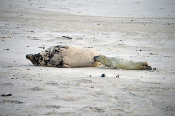 Baby seal drinking milk greedily