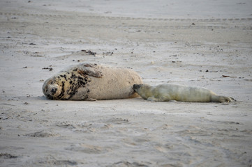 Seal cow nursing her baby