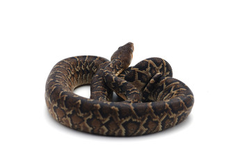 Cuban tree boa isolated on white background