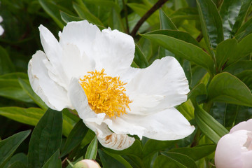 white flower with yellow center