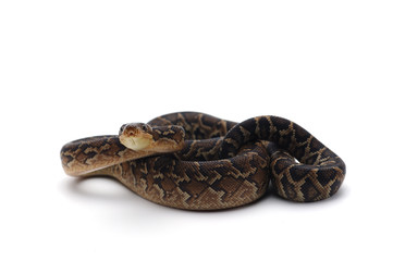 Fototapeta premium Cuban tree boa isolated on white background
