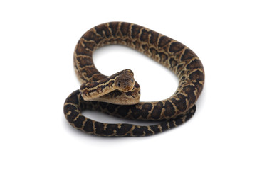 Obraz premium Cuban tree boa isolated on white background