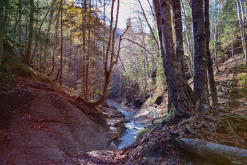 mysterious forest, the roots of an old tree