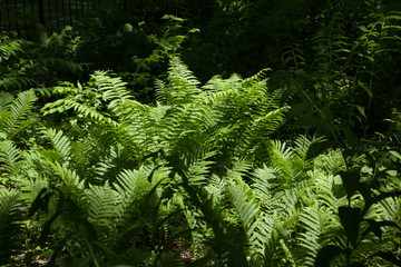 Green fern for a natural background or texture
