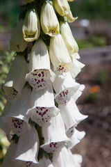 White foxglove outdoors © Allen Penton