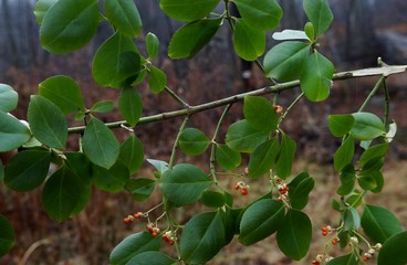 Wintercreeper Euonymus