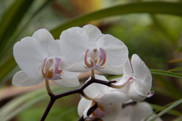 White orchids with a green background,