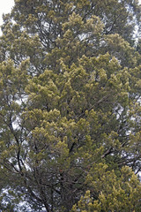 Red cedar (Juniperus virginiana). Called Eastern redcedar, Virginian juniper, Eastern juniper, Red juniper, Pencil cedar and Aromatic cedar also