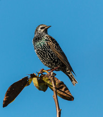 starling in the sun in winter