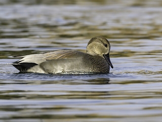 Male Gadwall Swimming in Fall