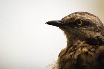 Soft focus on The chalk-browed mockingbird (Mimus saturninus) portrait.