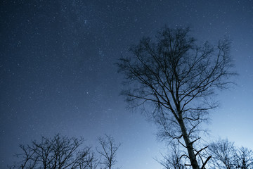 Fototapeta na wymiar 夜空と木