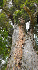 Thousand Year Old Mills Totara Tree at Peel Forest NZ