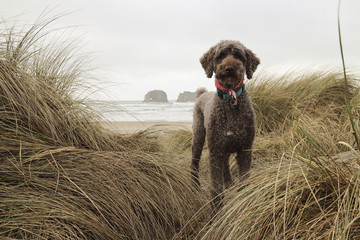 Portrait of poodle standing on shore amidst grass at Cape Lookout State Park