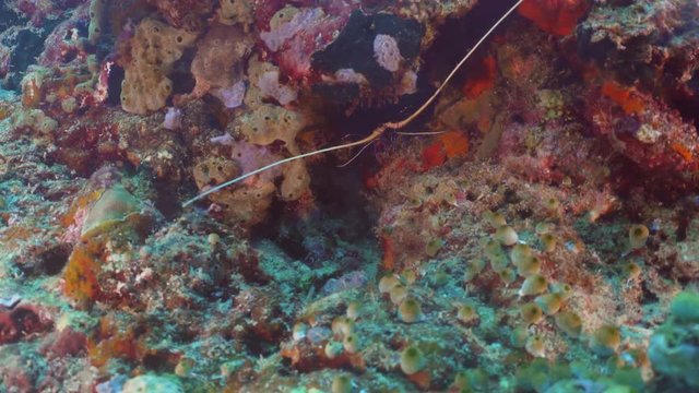 Lobster, on a hole in a coral reef in the tropical sea. Dive, underwater world, corals and tropical fish. Bali,Indonesia.