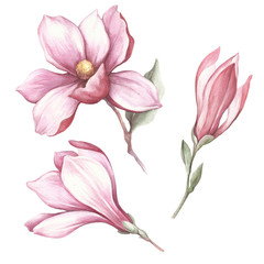 Set of blooming magnolia. Hand draw watercolor illustration. - obrazy, fototapety, plakaty