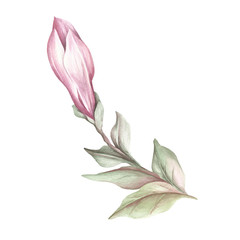 Fototapeta na wymiar Image of blooming magnolia branch. Watercolor illustration