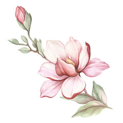 Image of blooming magnolia branch. Watercolor illustration - 183548184